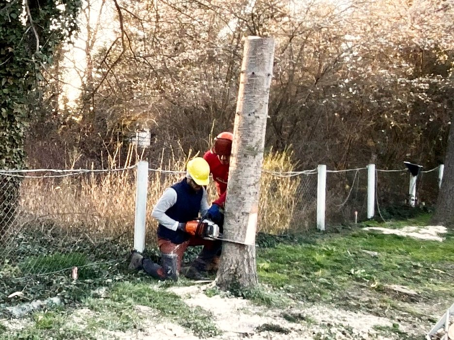 Fällarbeiten in Taucha bei Leipzig und Umgebung