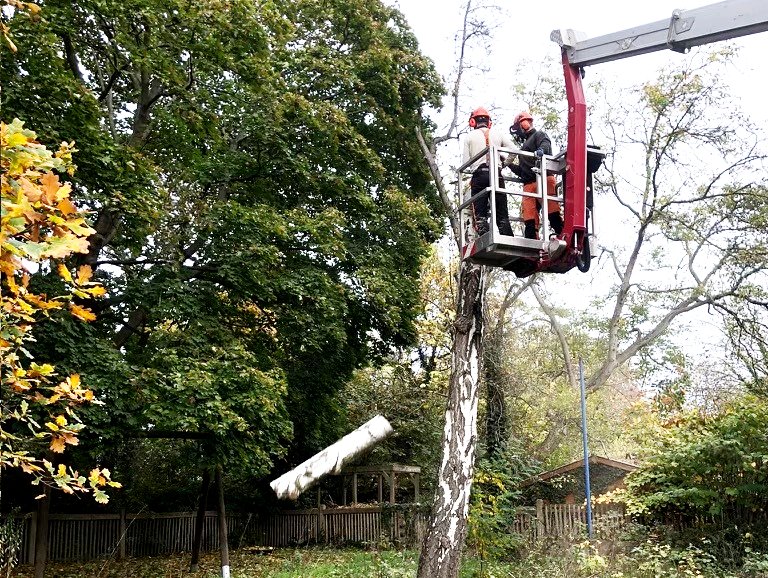 Kronenpflege eines Baumes