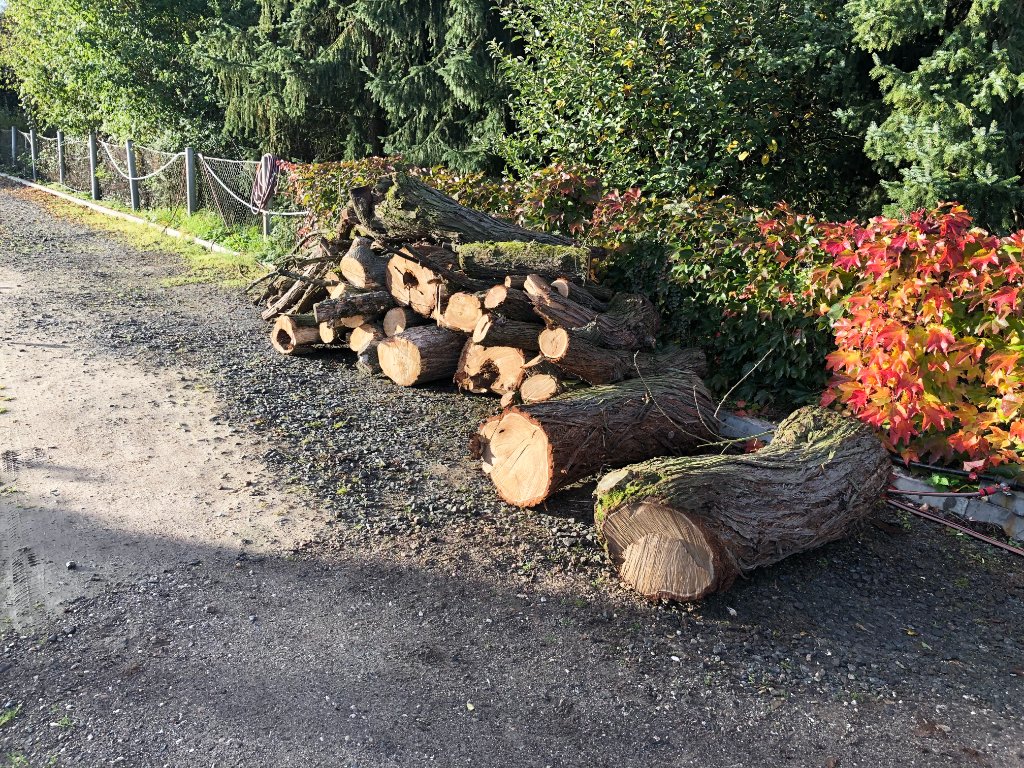 Baumfällung auf Privatgrundstück in Plösitz/Taucha